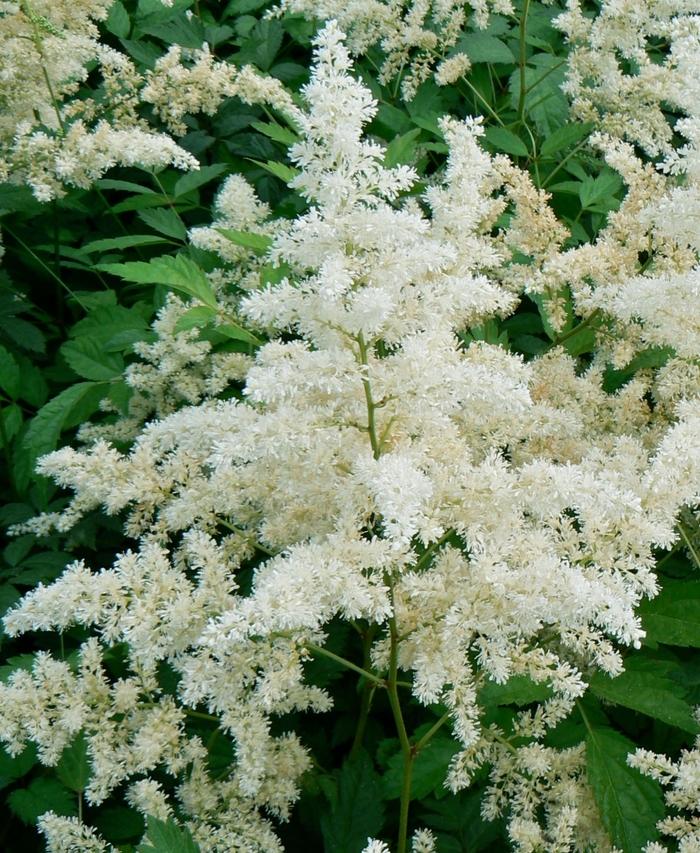 Astilbe X Arendsii Bridal Veil - View 6 from www redcrocus com