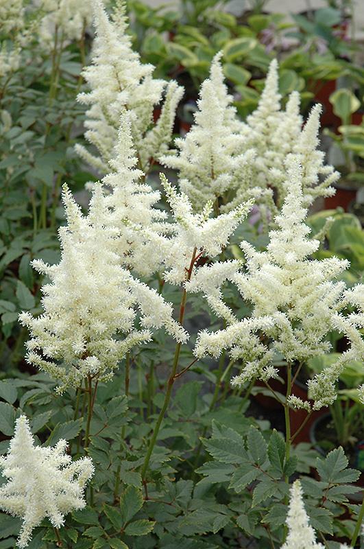 Astilbe X Arendsii Bridal Veil - View 7 from www redcrocus com