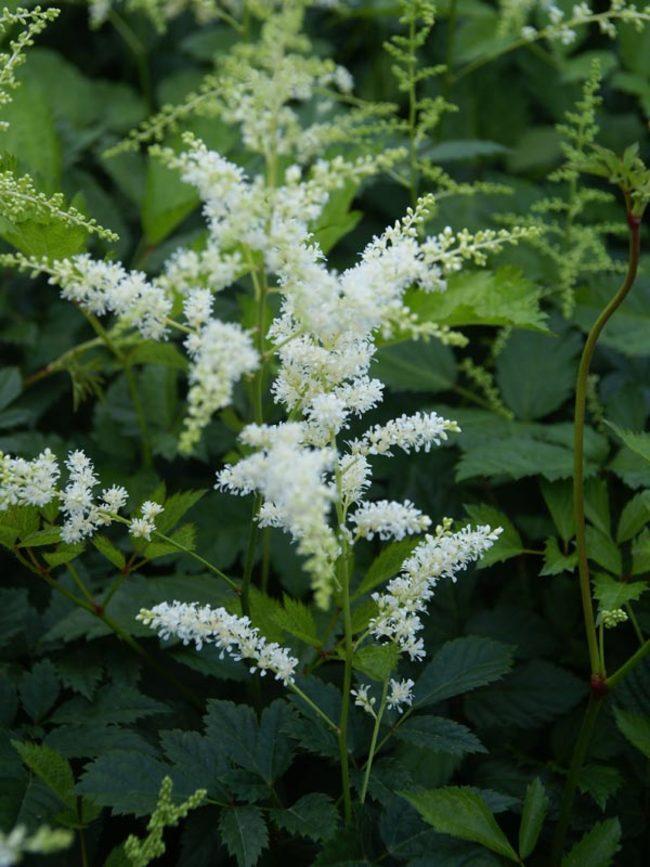 Astilbe X Arendsii Bridal Veil - View 8 from www redcrocus com