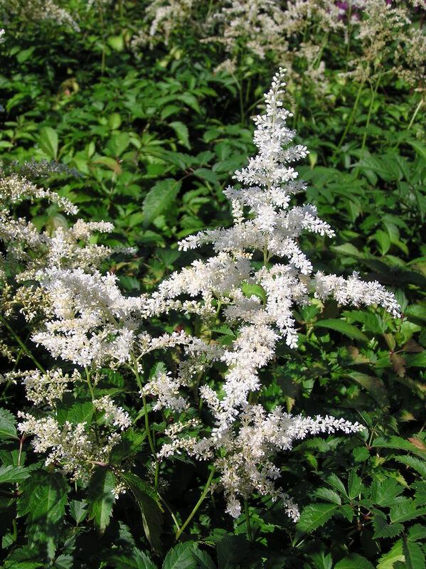 Astilbe X Arendsii Bridal Veil - View 9 from www redcrocus com