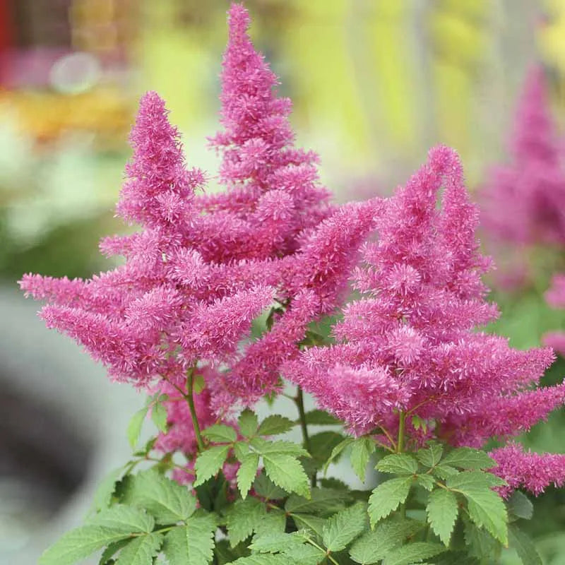 Astilbe Chinensis Visions In Pink - View 5 from www redcrocus com