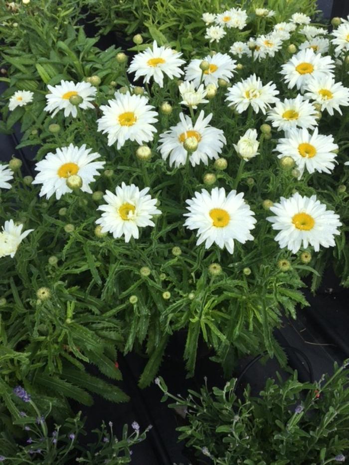 Leucanthemum X Superbum Lucille White - View 11 from www redcrocus com