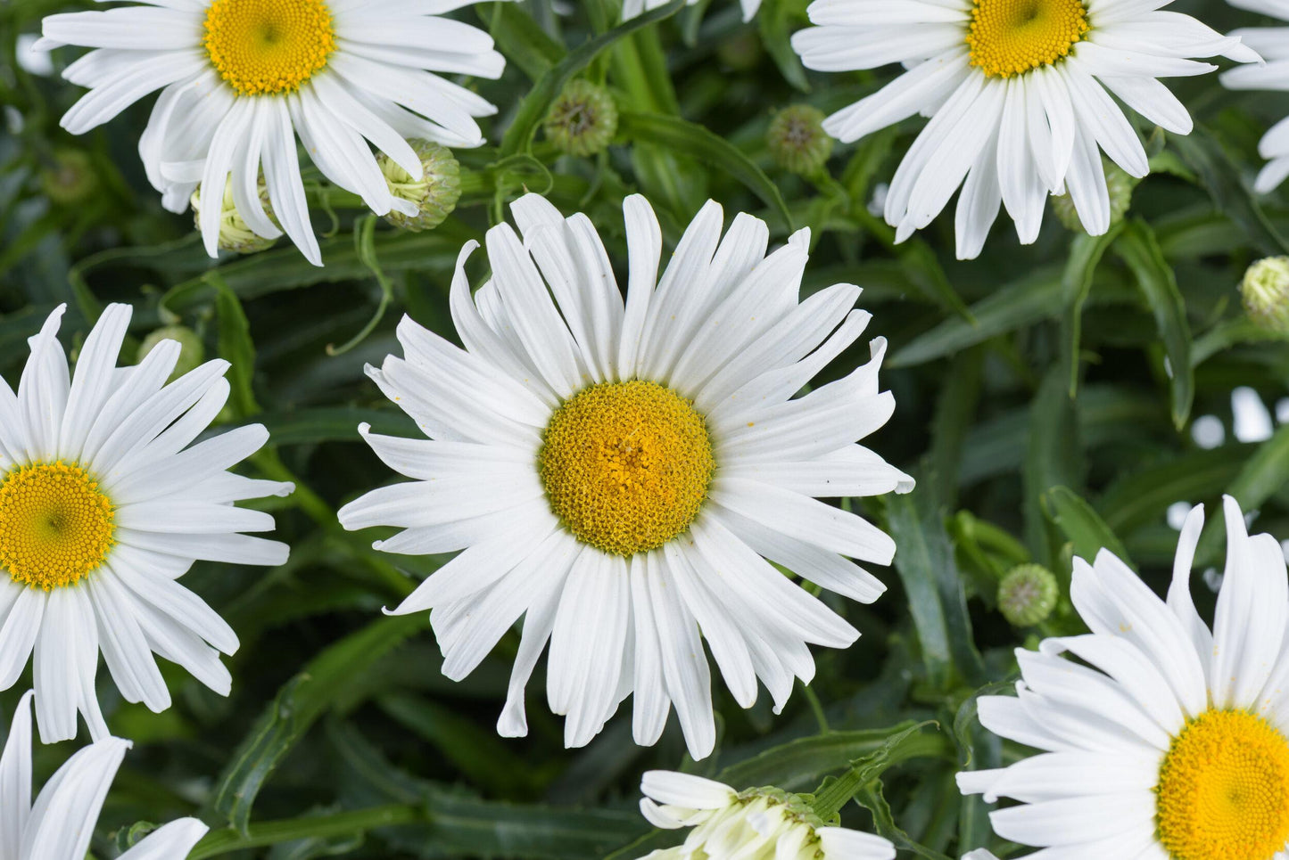 Leucanthemum X Superbum Lucille White - View 13 from www redcrocus com
