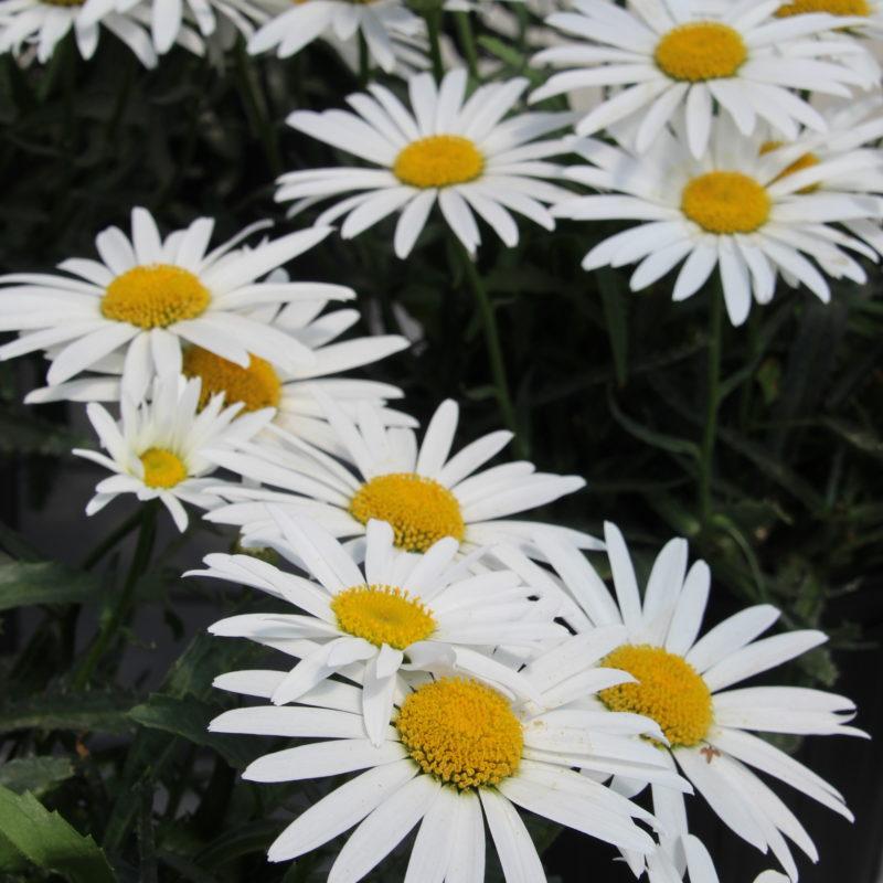 Leucanthemum X Superbum Lucille White - View 14 from www redcrocus com