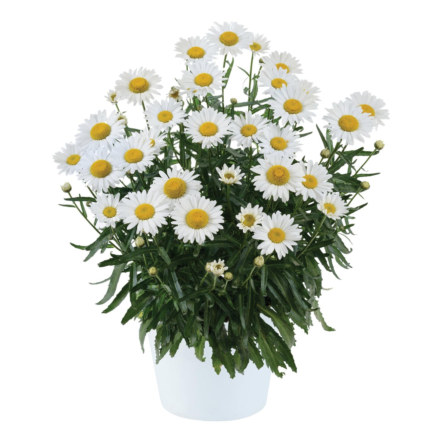 Leucanthemum X Superbum Lucille White - View 16 from www redcrocus com