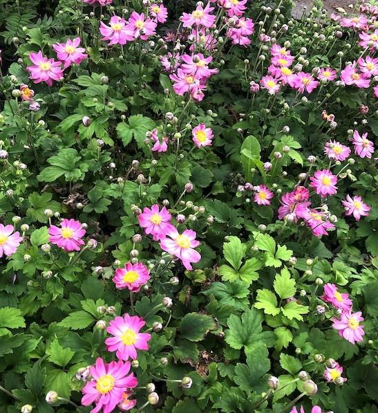 Anemone Curtain Call Pink - View 12 from www redcrocus com