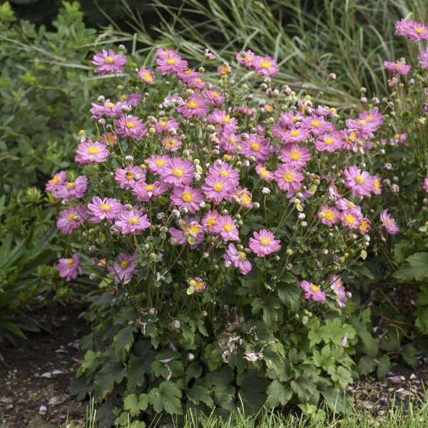 Anemone Curtain Call Pink - View 13 from www redcrocus com