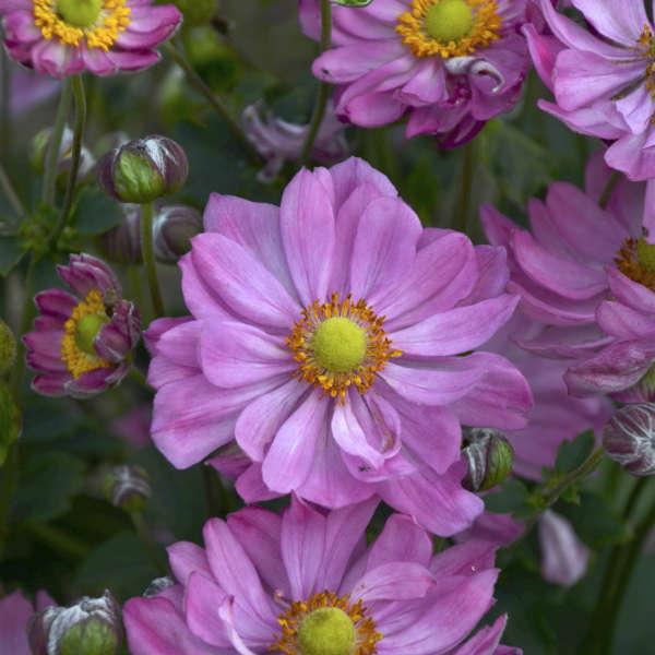 Anemone Curtain Call Pink - View 6 from www redcrocus com