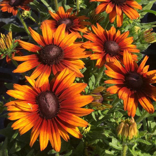 Echibeckia Summerina Orange - View 13 from www redcrocus com