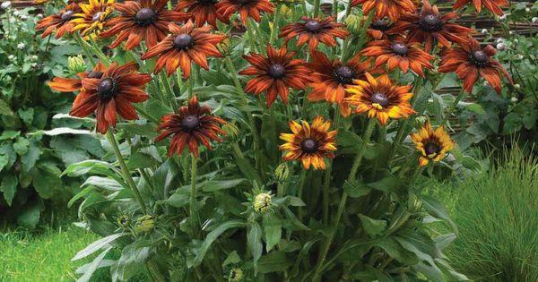Echibeckia Summerina Orange - View 14 from www redcrocus com