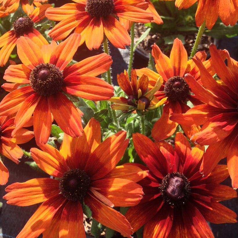 Echibeckia Summerina Orange - View 3 from www redcrocus com