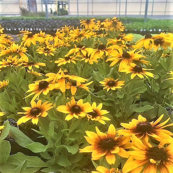 Echibeckia Summerina Yellow - View 14 from www redcrocus com