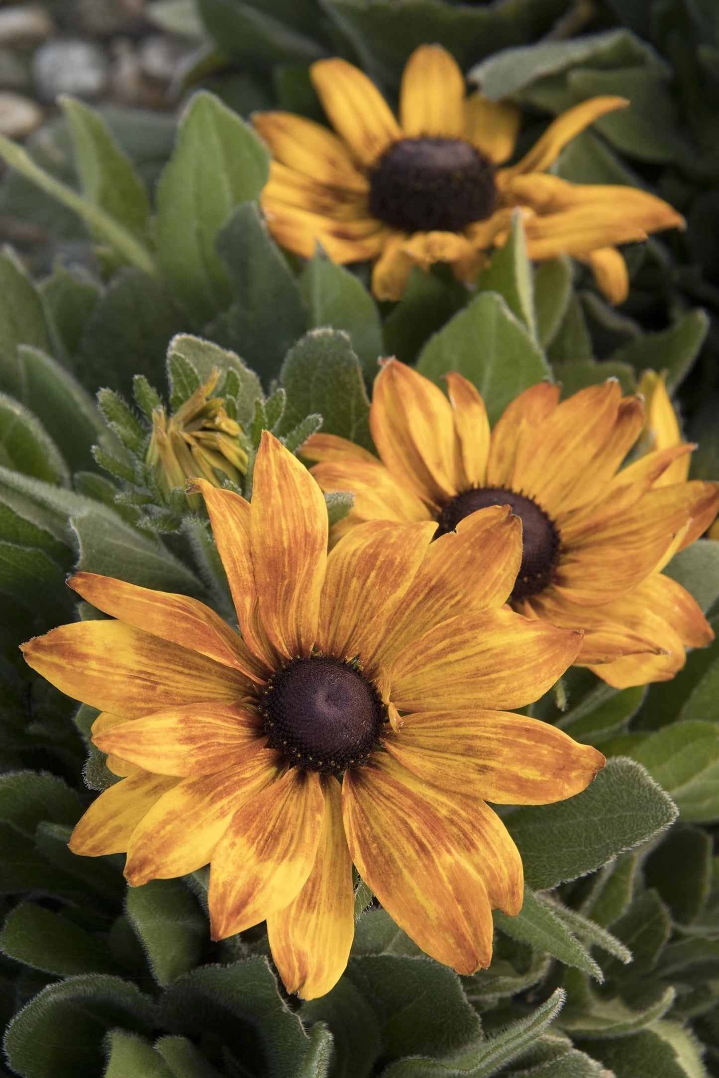 Echibeckia Summerina Yellow - View 15 from www redcrocus com