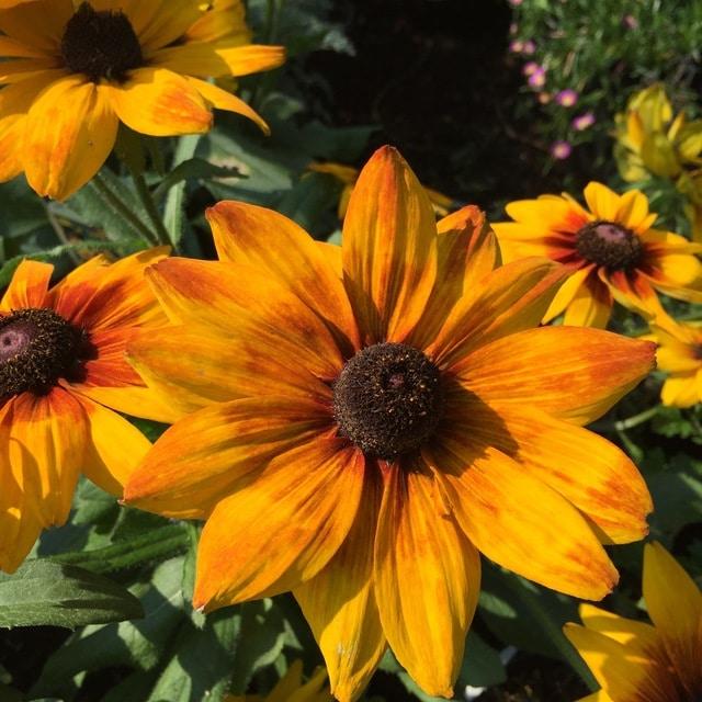 Echibeckia Summerina Yellow - View 6 from www redcrocus com