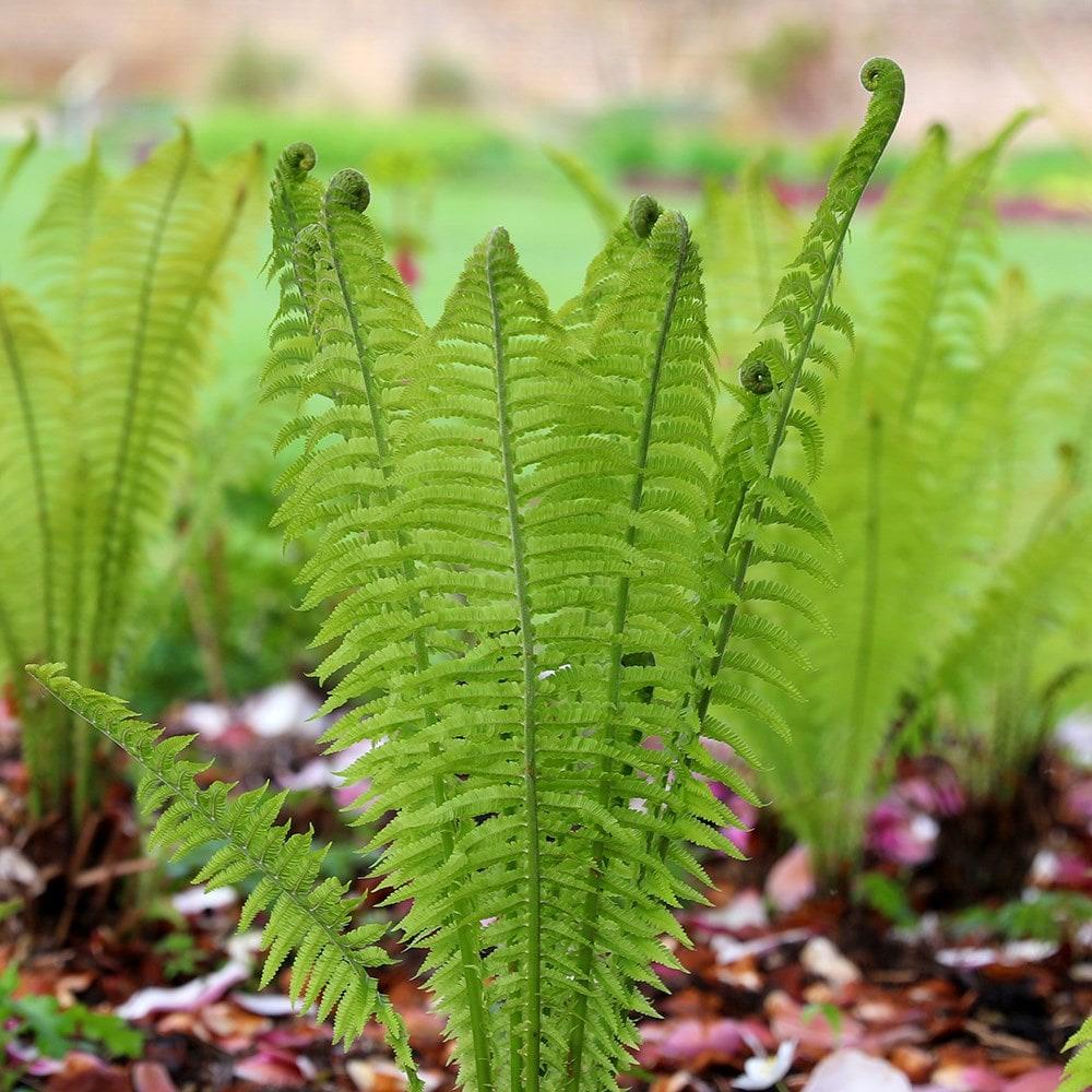 Fern Matteuccia Struthiopteris - View 6 from www redcrocus com