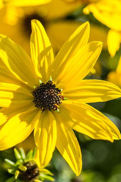 Helianthus Salicifolius Autumn Gold - View 16 from www redcrocus com