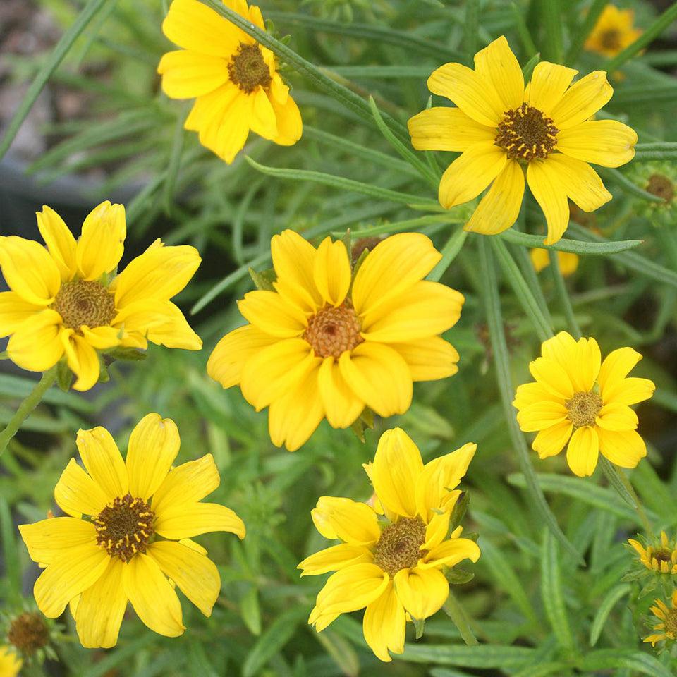 Helianthus Salicifolius Autumn Gold - View 6 from www redcrocus com