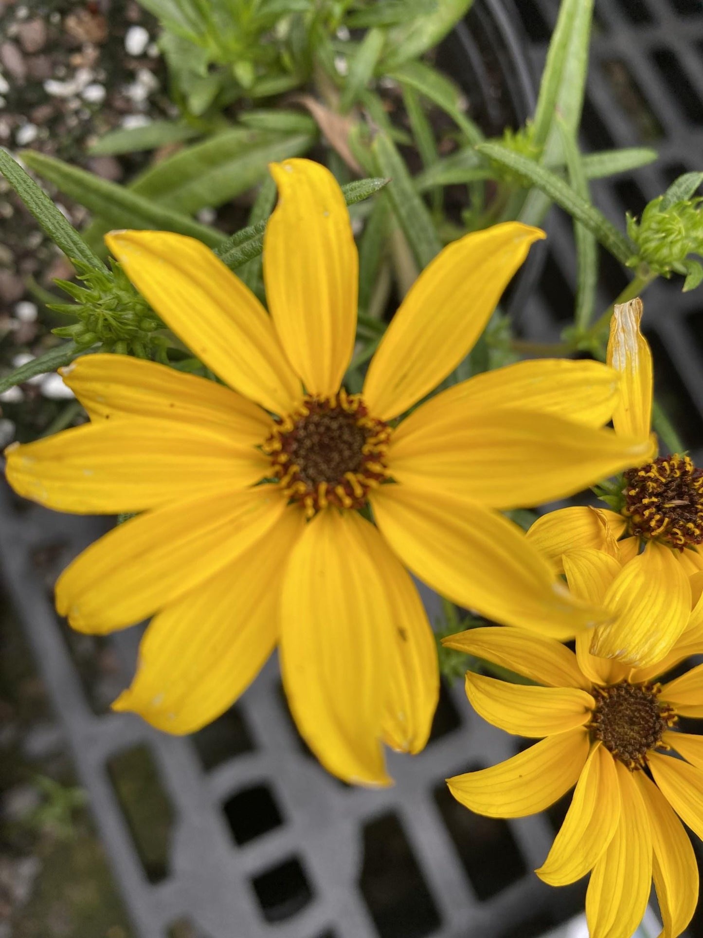Helianthus Salicifolius Autumn Gold - View 9 from www redcrocus com