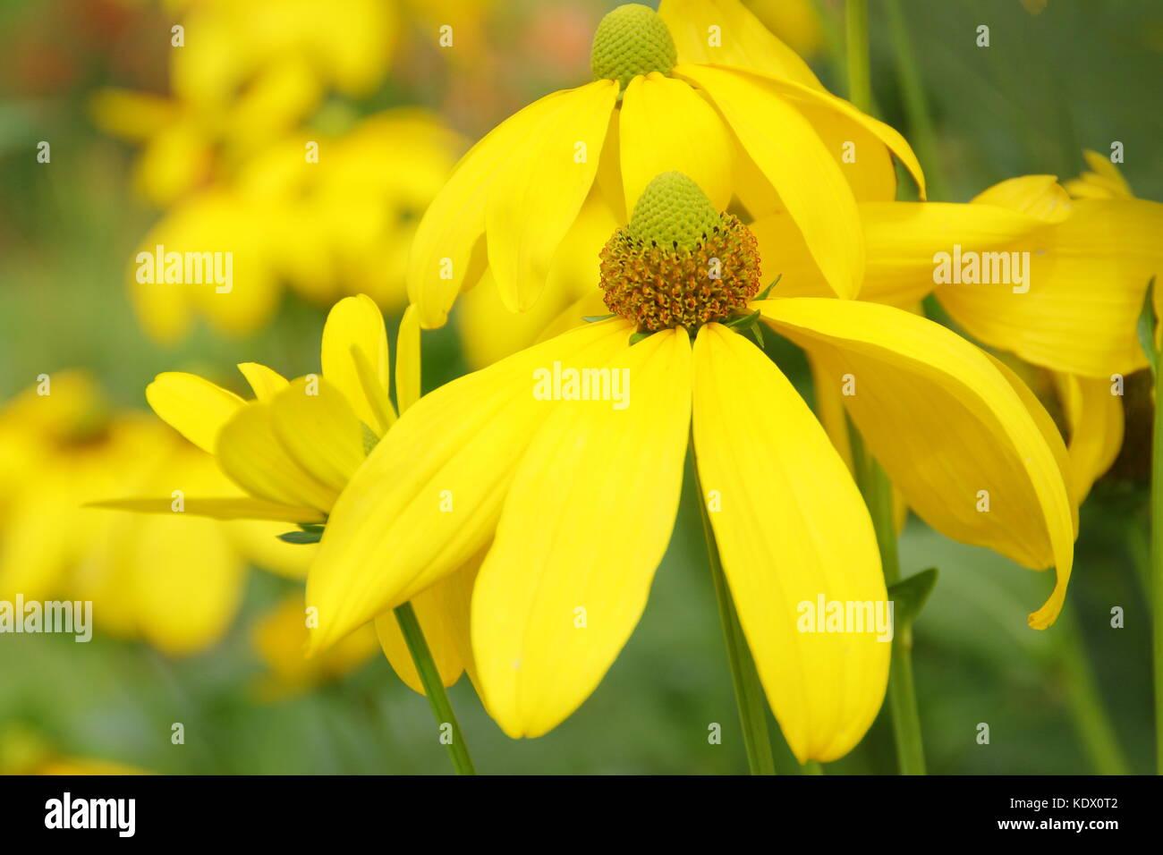 Rudbeckia Laciniata Autumn Sun - View 13 from www redcrocus com