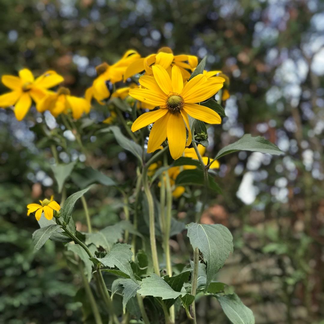 Rudbeckia Laciniata Autumn Sun - View 7 from www redcrocus com