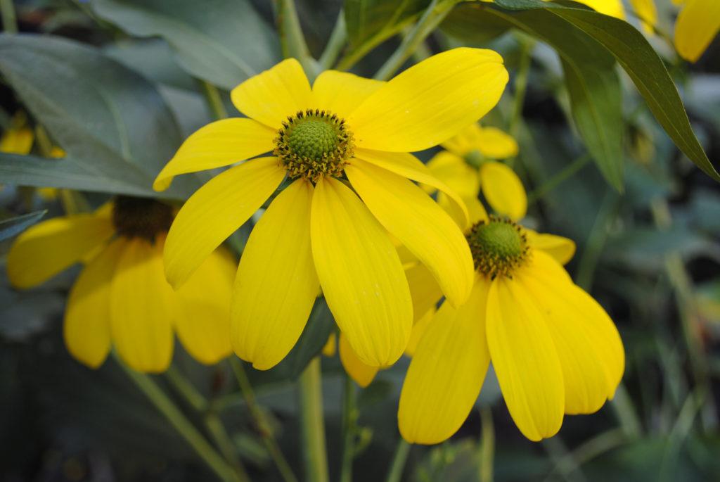 Rudbeckia Laciniata Autumn Sun - View 9 from www redcrocus com