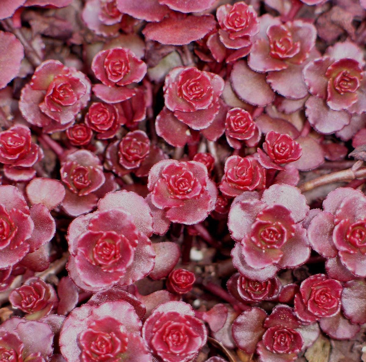 Sedum Spurium Dragon S Blood - View 5 from www redcrocus com