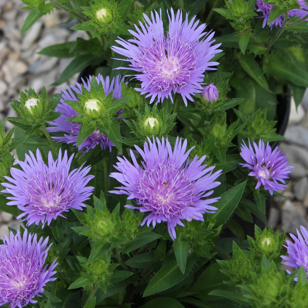Stokesia Laevis Peachie S Pick - View 10 from www redcrocus com