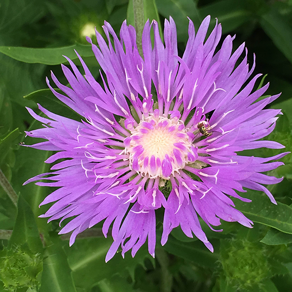 Stokesia Laevis Peachie S Pick - View 3 from www redcrocus com