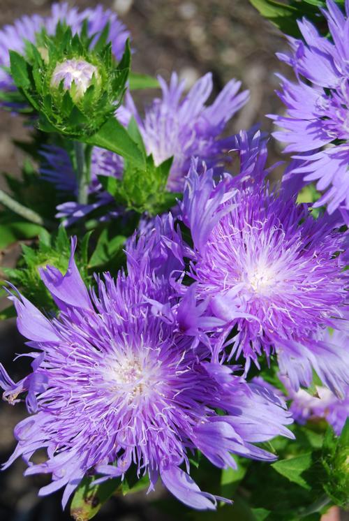 Stokesia Laevis Peachie S Pick - View 4 from www redcrocus com
