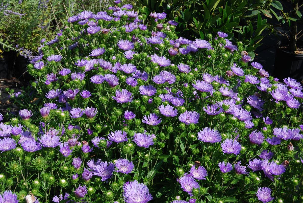 Stokesia Laevis Peachie S Pick - View 5 from www redcrocus com