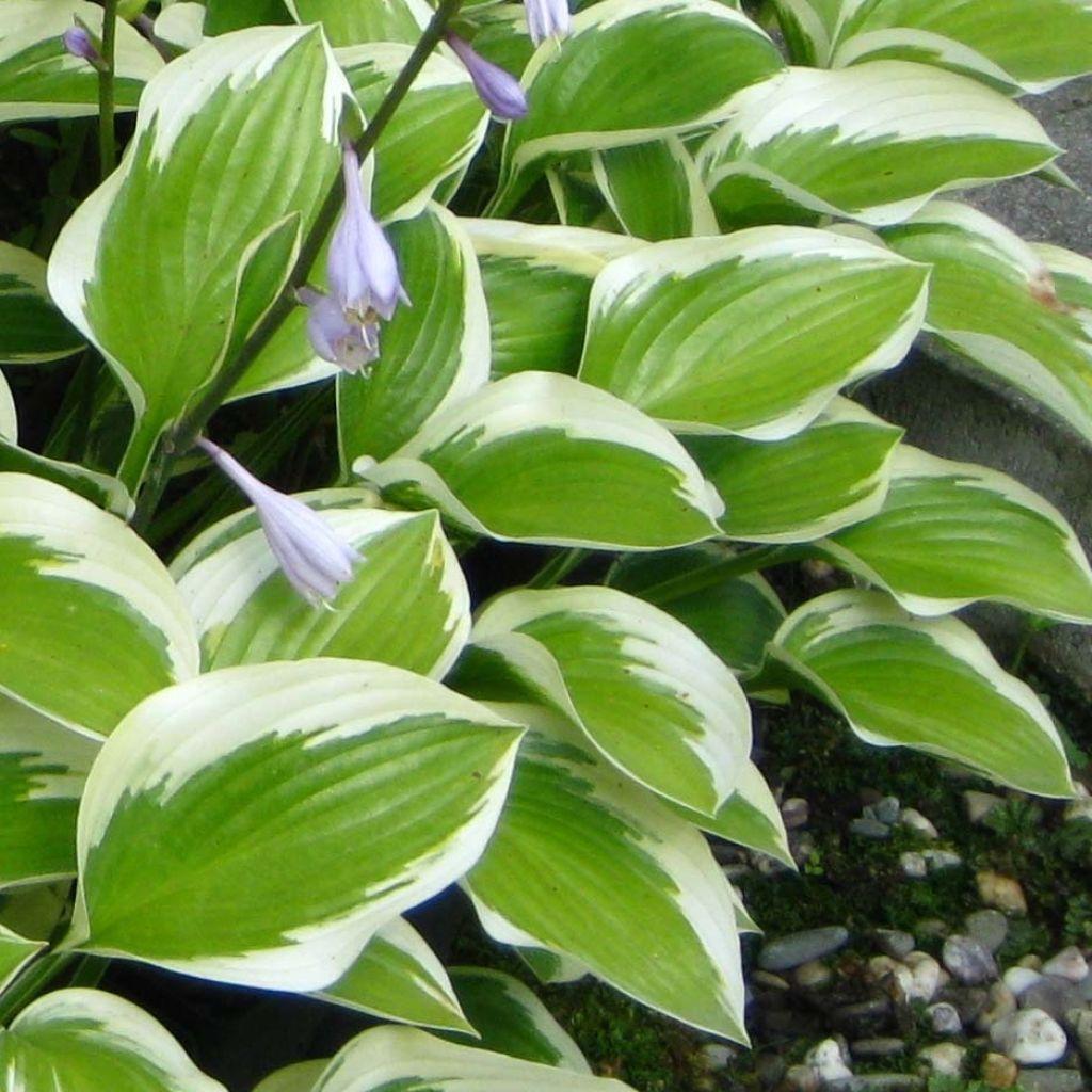 Hosta X Queen Josephine - View 6 from www redcrocus com