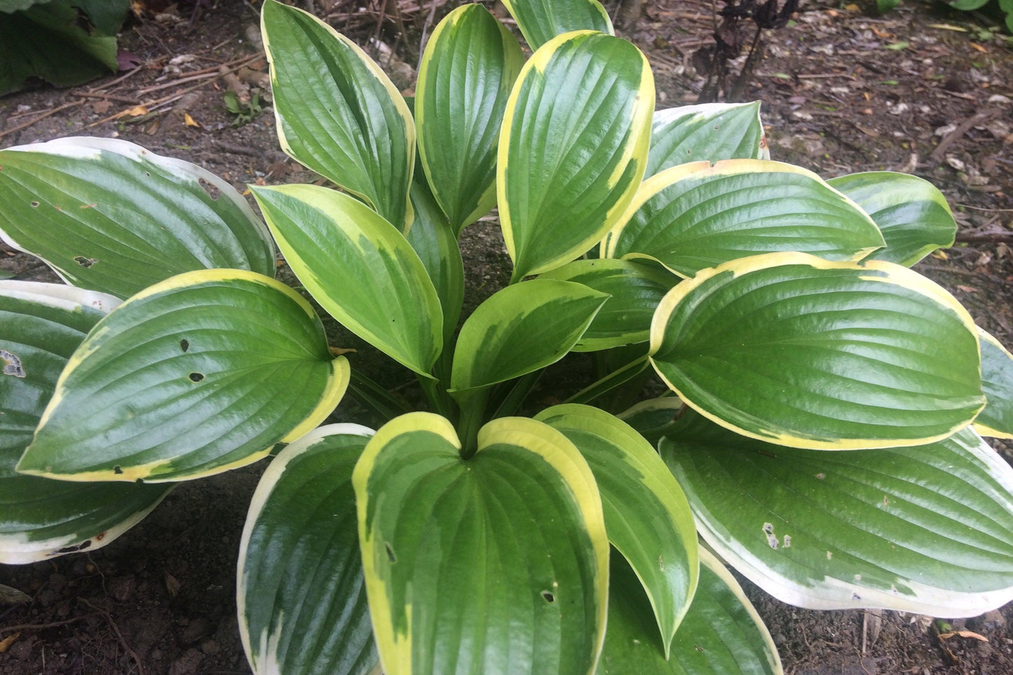 Hosta X 'queen Josephine' - View 11 from www redcrocus com