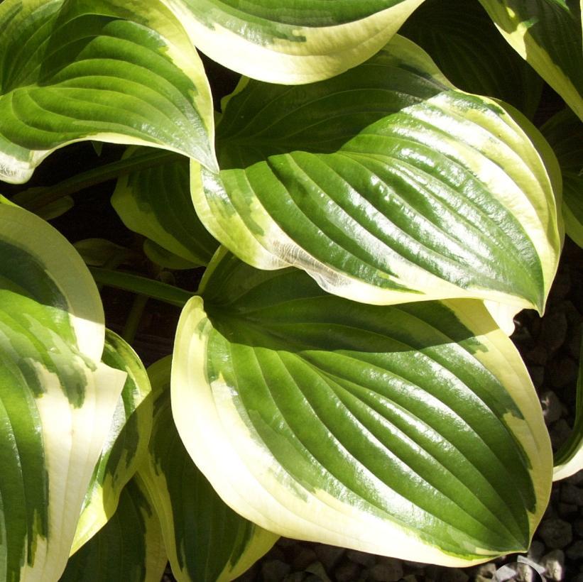 Hosta X 'queen Josephine' - View 12 from www redcrocus com
