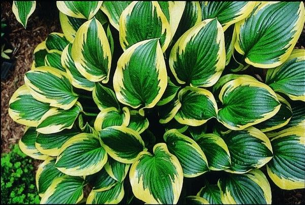 Hosta X 'queen Josephine' - View 16 from www redcrocus com