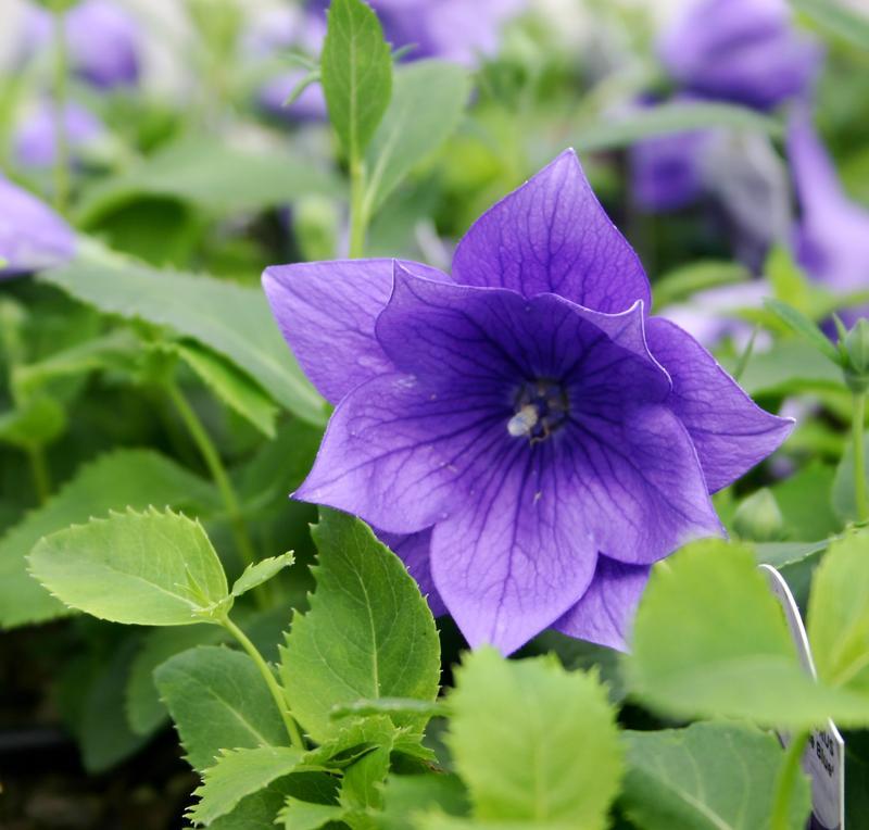 Platycodon Grandiflorus Astra Blue - View 14 from www redcrocus com