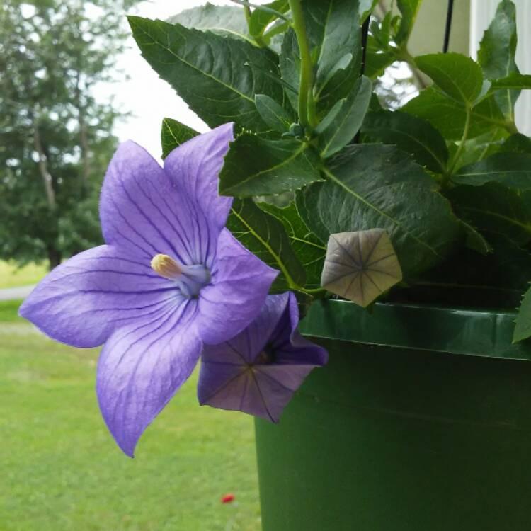 Platycodon Grandiflorus Astra Blue - View 15 from www redcrocus com
