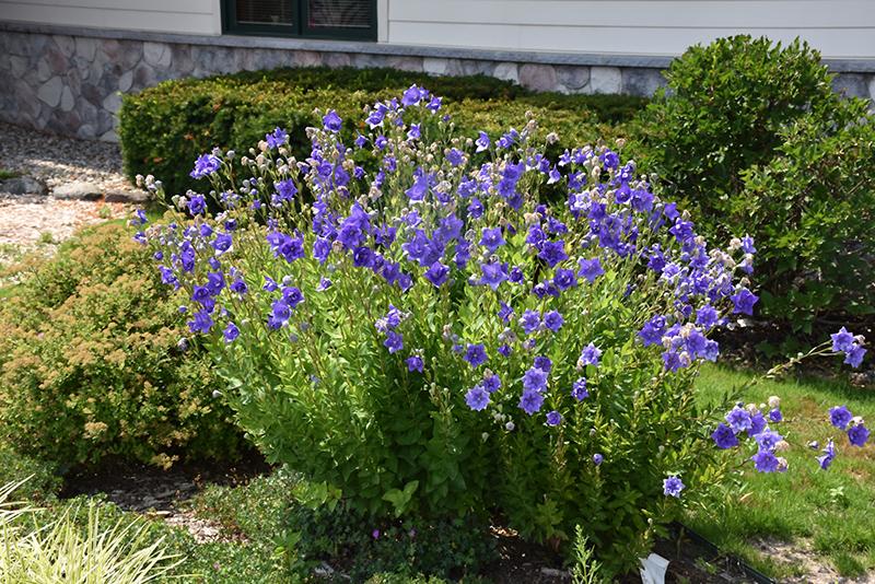 Platycodon Grandiflorus Astra Blue - View 17 from www redcrocus com