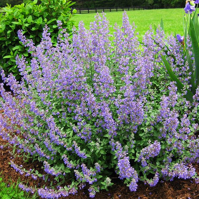 Nepeta X Faassenii Junior Walker - View 13 from www redcrocus com