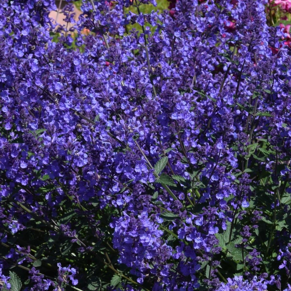 Nepeta X Faassenii Junior Walker - View 18 from www redcrocus com