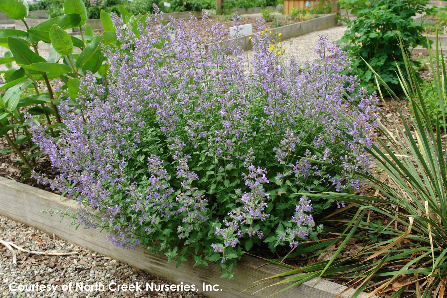 Nepeta X Faassenii Junior Walker - View 6 from www redcrocus com