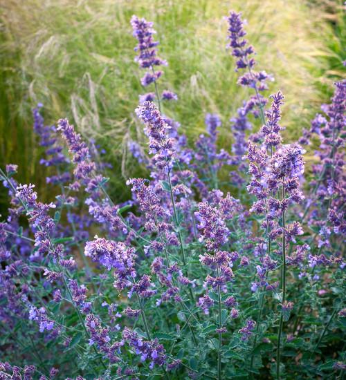Nepeta X Faassenii Junior Walker - View 7 from www redcrocus com