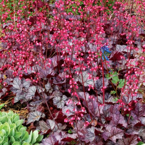 Heuchera X Glitter - View 11 from www redcrocus com