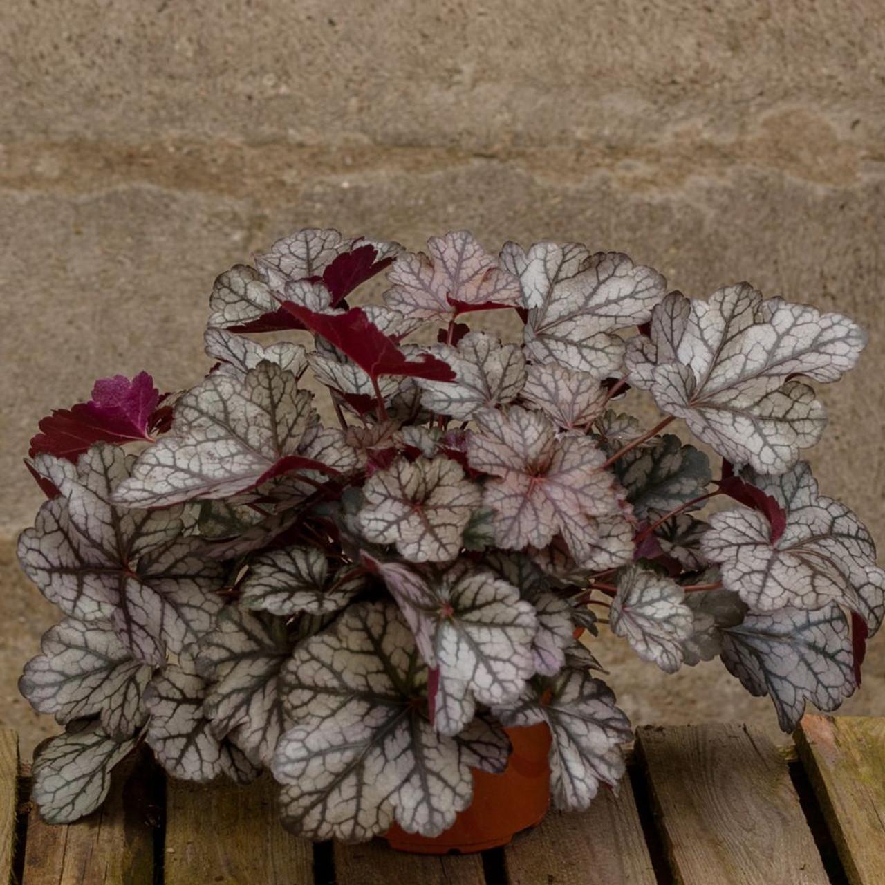 Heuchera X Glitter - View 12 from www redcrocus com