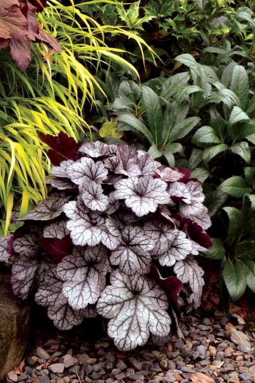 Heuchera X Glitter - View 13 from www redcrocus com