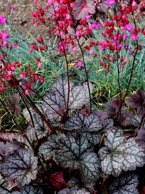 Heuchera X Glitter - View 14 from www redcrocus com