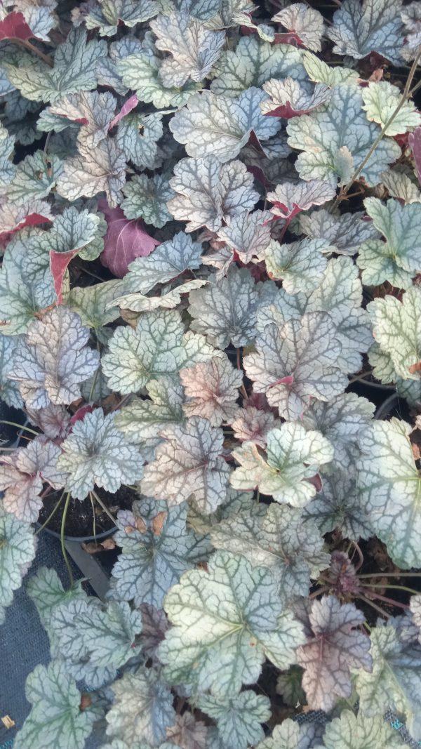 Heuchera X Glitter - View 15 from www redcrocus com