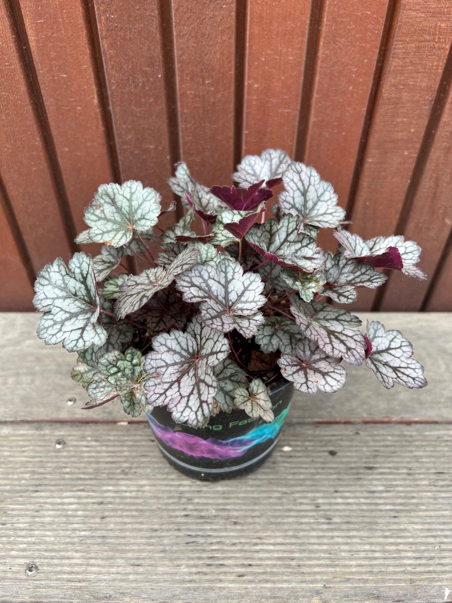 Heuchera X Glitter - View 16 from www redcrocus com