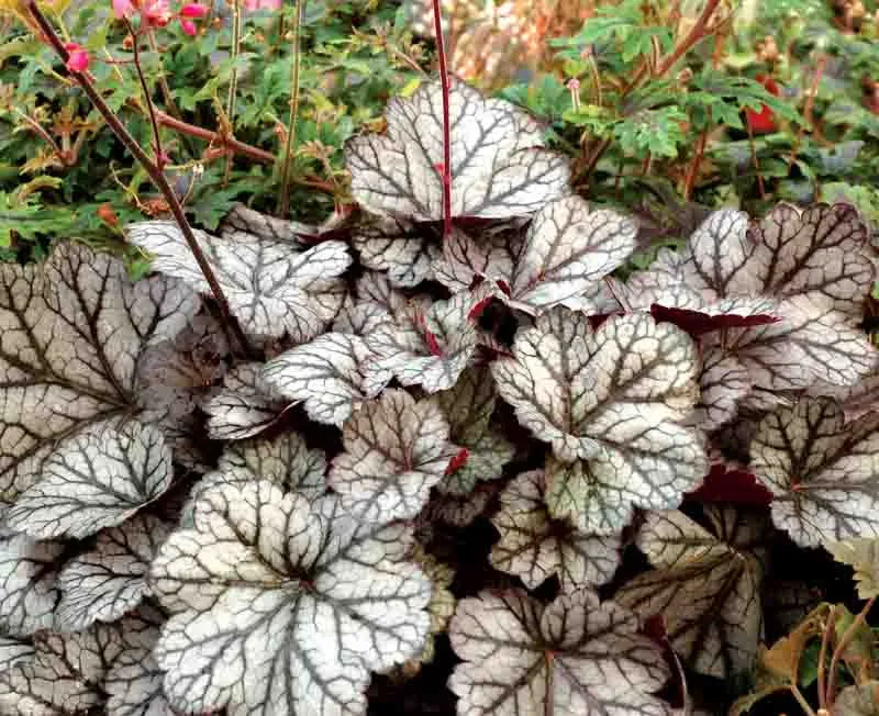 Heuchera X Glitter - View 17 from www redcrocus com