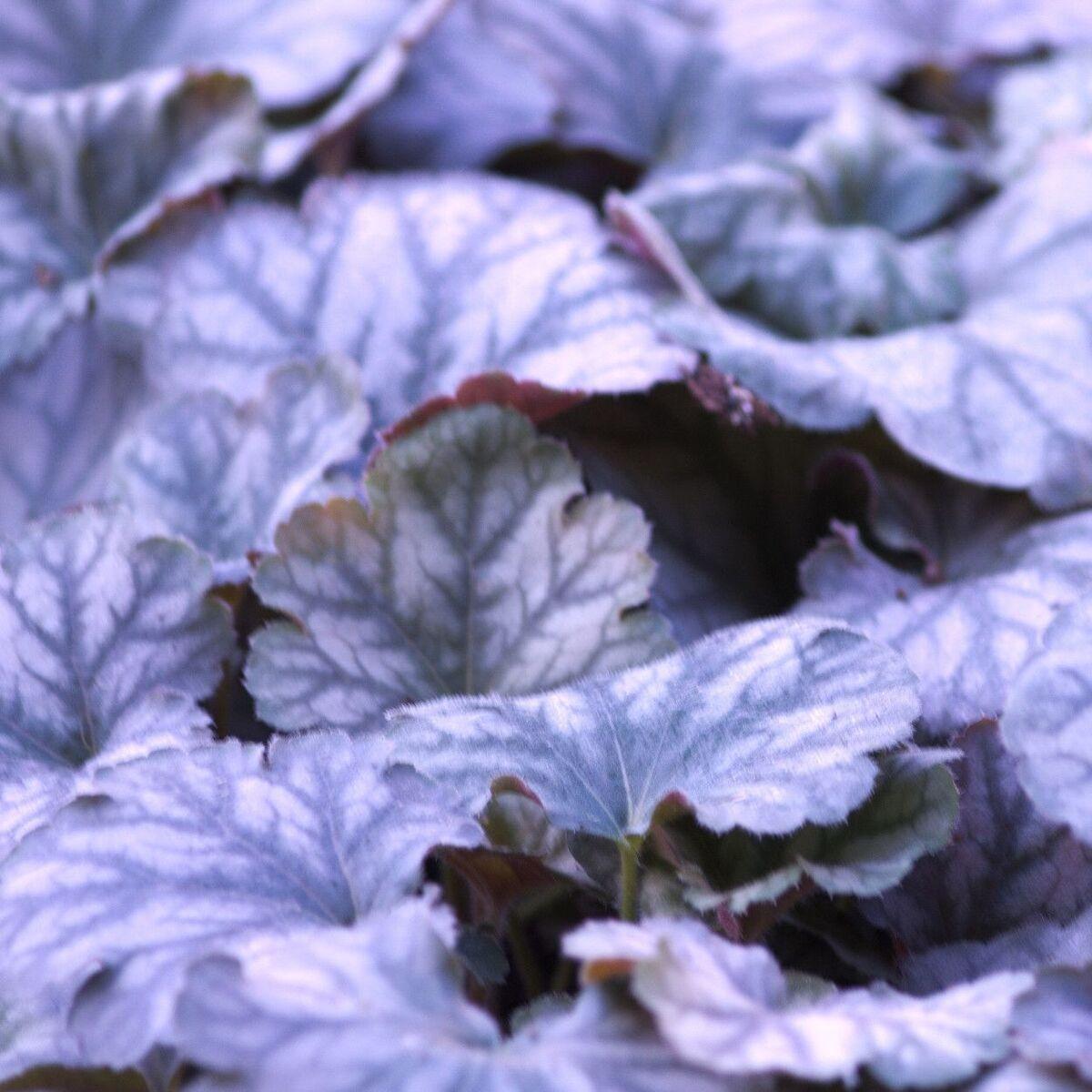 Heuchera X Glitter - View 19 from www redcrocus com