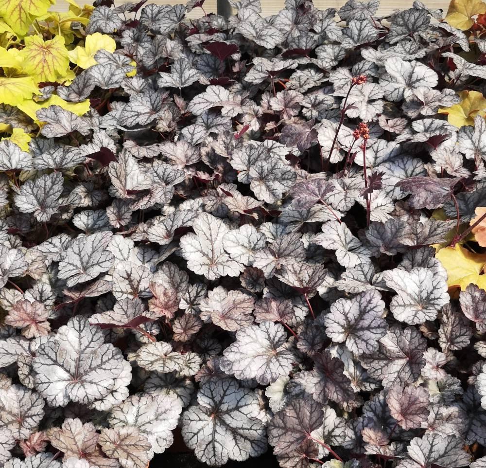 Heuchera X Glitter - View 2 from www redcrocus com